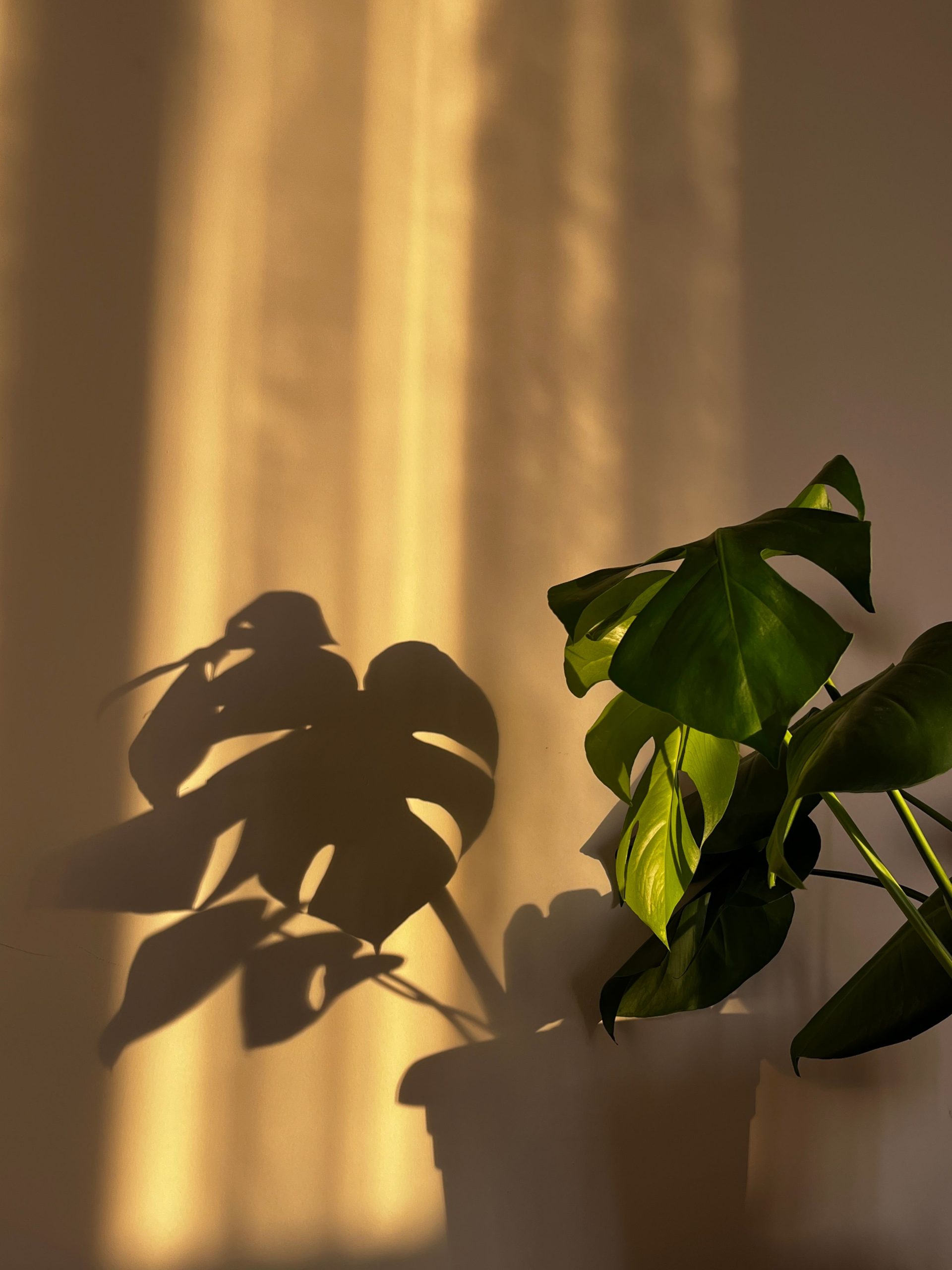 A calm, comfortable space reflecting Nicola's approach to online counselling